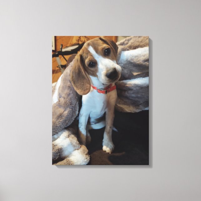 Cute Beagle Puppy with furry blanket canvas print (Front)
