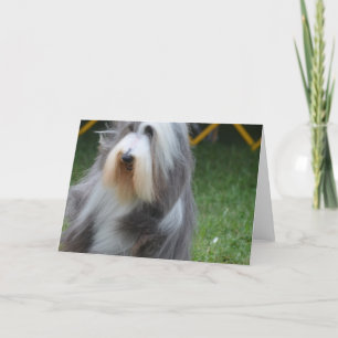 Cute Bearded Collie Card