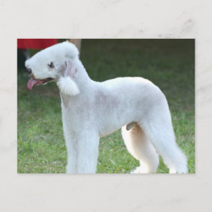 Cute Bedlington Terrier Postcard