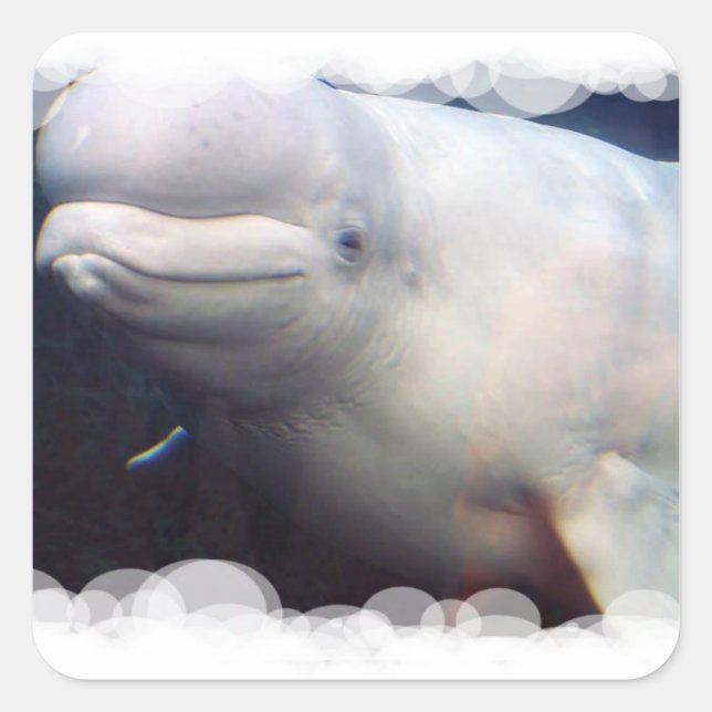 Cute Beluga Whale Sticker (Front)