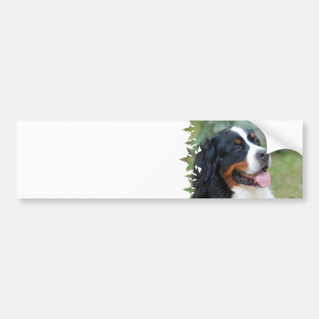 Cute Bernese Bumper Sticker (Front)