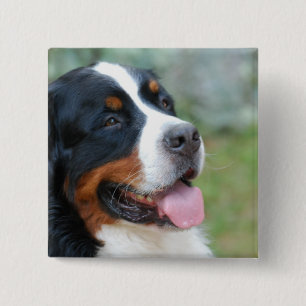 Cute Bernese Button