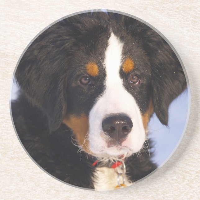 Cute Bernese mountain dog Coaster (Front)