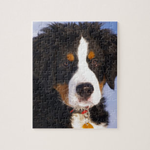 Cute Bernese mountain dog Jigsaw Puzzle
