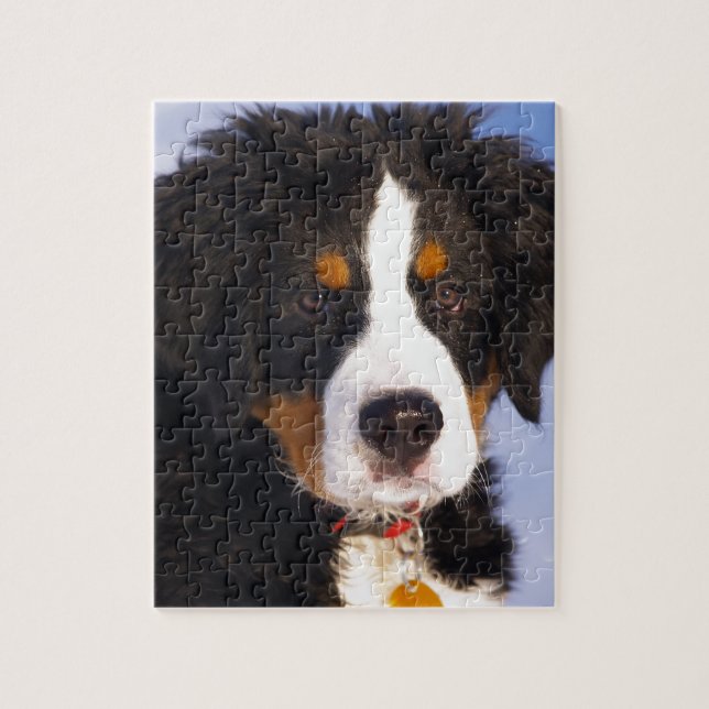 Cute Bernese mountain dog Jigsaw Puzzle (Vertical)