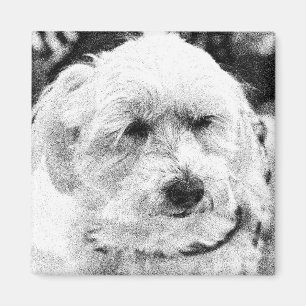 Cute Bichon Dog Face Sketch Favourite Breed Magnet