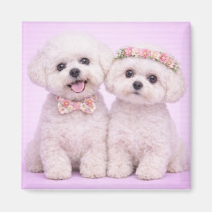 Cute Bichon Frise Couple Valentine Illustration Magnet