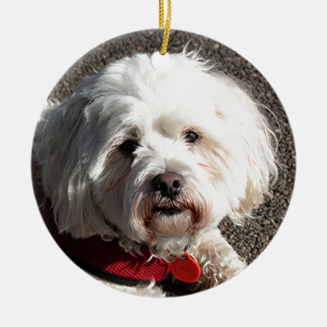 Cute bichon frise dog ceramic ornament (Front)