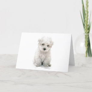 Cute Bichon Frise Greeting Card