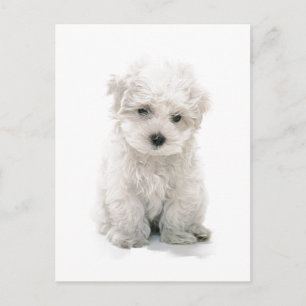 Cute Bichon Frise Postcard