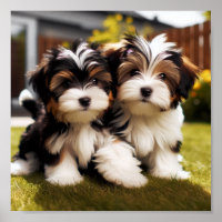 cute Biewer Terrier puppies