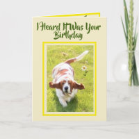 Cute "Big Ears" Advantage W/Basset Birthday Card