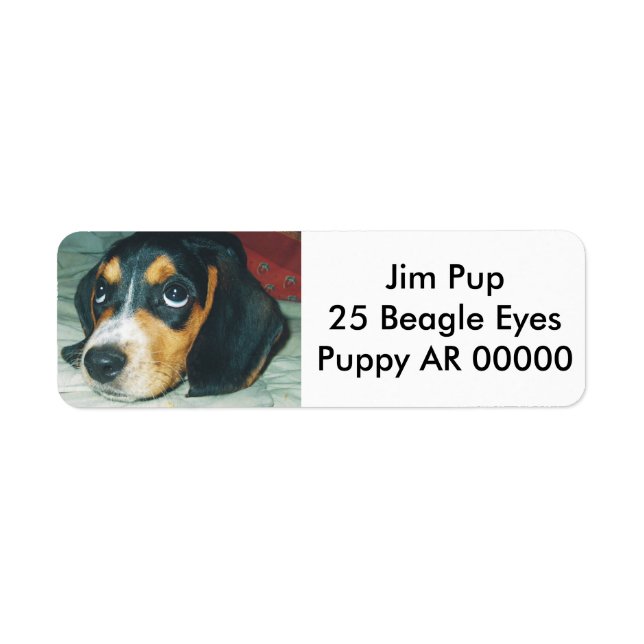 Cute Big Eyes Beagle Puppy (Front)