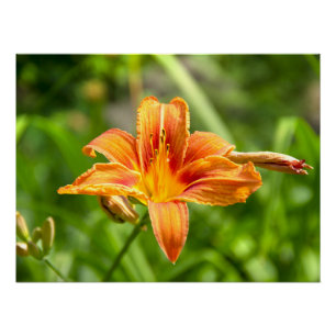 Cute big Lily flower photo Poster