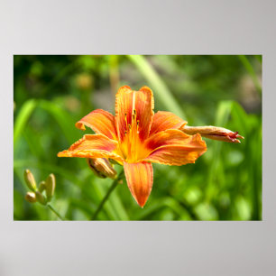 Cute big Lily flower photo Poster