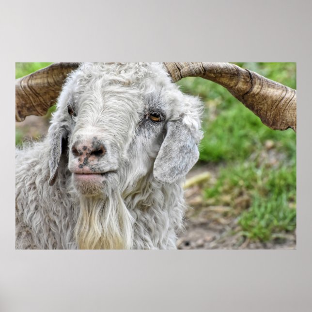 Cute Billy Goat Poster (Front)