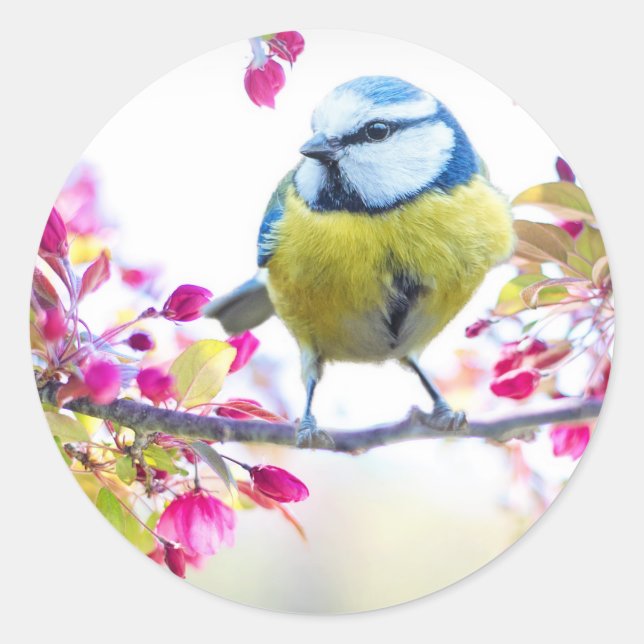 Cute Bird Classic Round Sticker (Front)