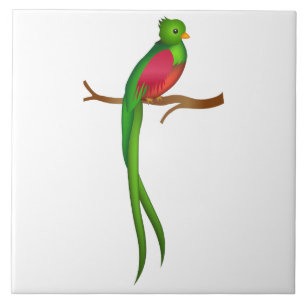 Cute bird Quetzal Tile