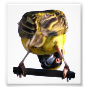 Cute Birdie Photograph (Satin)