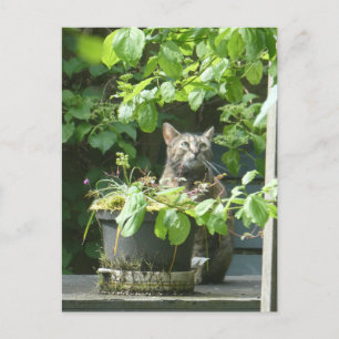 Cute Birdwatching Cat DIY Postcard