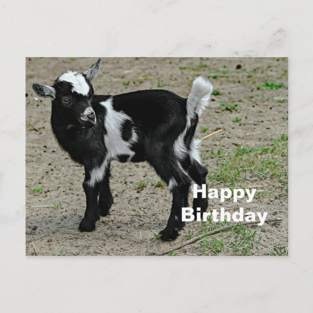 Cute Black and White Baby Goat Photo Birthday Postcard (Front)