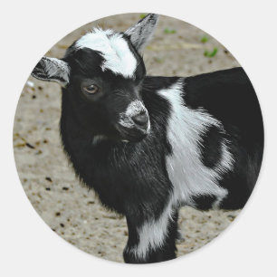 Cute Black and White Baby Goat Photo Classic Round Sticker