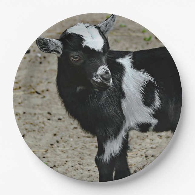 Cute Black and White Baby Goat Photo Paper Plate (Front)