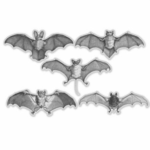 Cute Black And White Bats