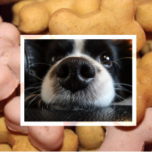 Cute Black and White Border Collie Face Close-up Postcard