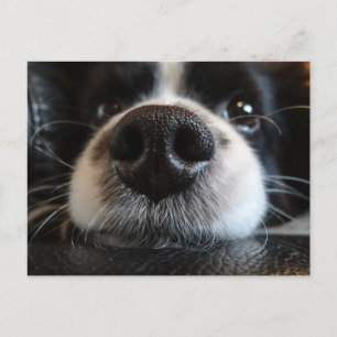 Cute Black and White Border Collie Nose and Eyes Postcard