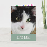 Cute Black And White Cat Birthday