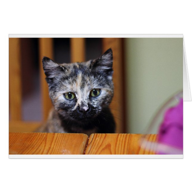 Cute Black and White Kitten (Front Horizontal)
