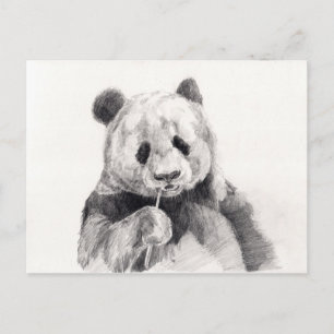 Cute Black and White Panda Illustration Postcard