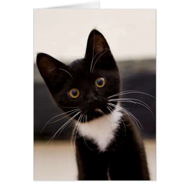 Black and white tuxedo hot sale kitten