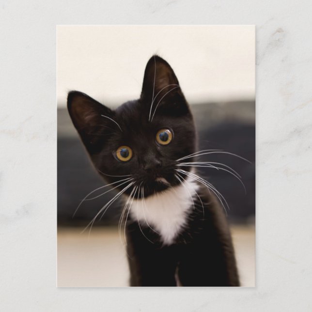 Cute Black And White Tuxedo Kitten Postcard (Front)
