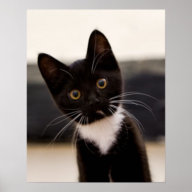 Cute Black And White Tuxedo Kitten Poster (Front)