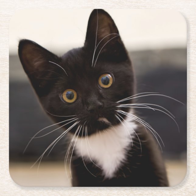 Cute Black And White Tuxedo Kitten Square Paper Coaster (Front)