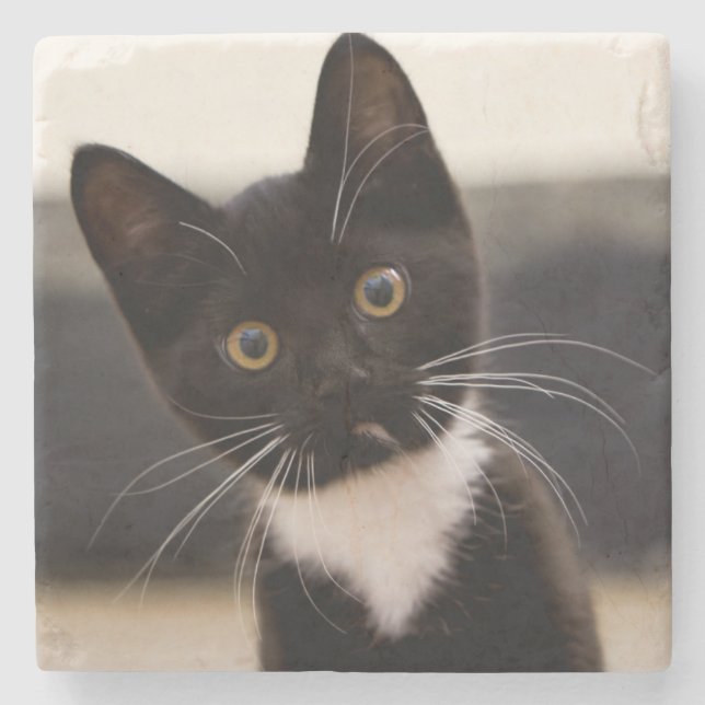Cute Black And White Tuxedo Kitten Stone Coaster (Front)