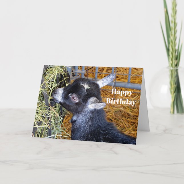 Cute Black Baby Goat Eating Hay Birthday Card (Front)
