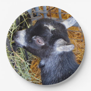 Cute Black Baby Goat Eating Hay Photo Paper Plate