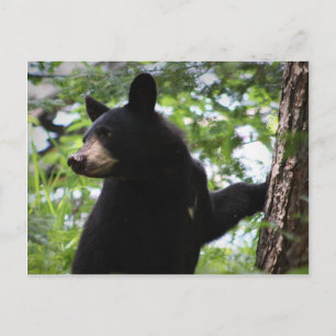 Cute Black Bear Cub Climbing On The Tree In Forest Postcard