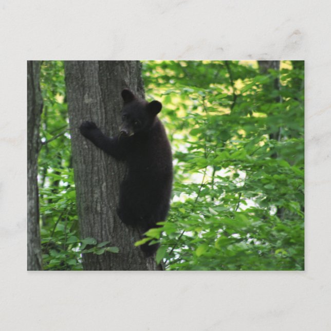 Cute Black Bear Cub Climbing On The Tree In Forest Postcard (Front)