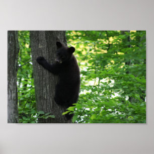 Cute Black Bear Cub Climbing On The Tree In Forest Poster