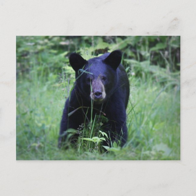 Cute Black Bear Cub Running In Green Grass Postcard (Front)