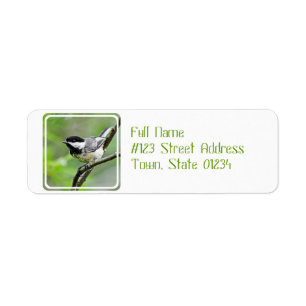 Cute Black Capped Chickadee