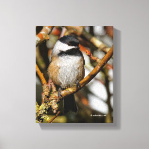 Cute Black-Capped Chickadee in the Tree Canvas Print