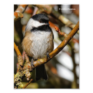 Cute Black-Capped Chickadee in the Tree Photo Print