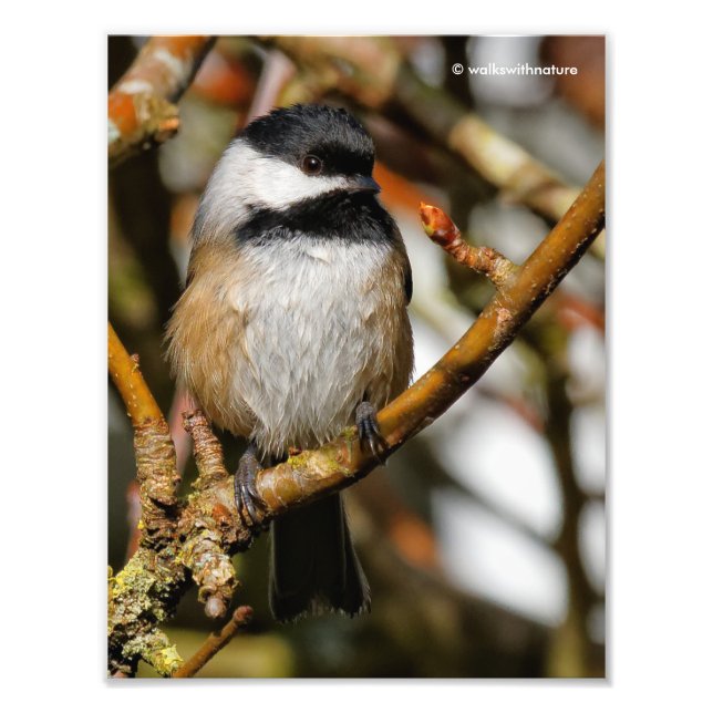 Cute Black-Capped Chickadee in the Tree Photo Print (Front)