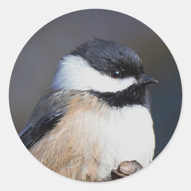 Cute Black-Capped Chickadee on Branch Classic Round Sticker (Front)