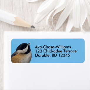 Cute Black-Capped Chickadee on Pear Tree